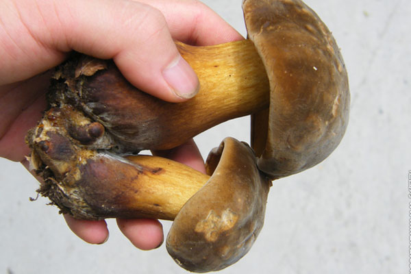 什么顏色的牛肝菌好 什么顏色的牛肝菌好