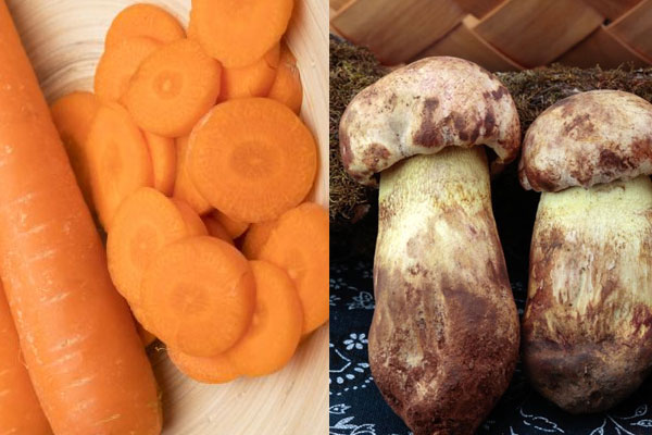 牛肝菌能和胡蘿卜一起吃嗎，牛肝菌和冬瓜可以一起吃嗎