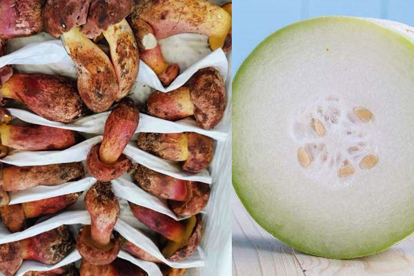 牛肝菌和冬瓜能一起吃嗎 牛肝菌和冬瓜能一起吃嗎