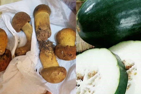 牛肝菌和冬瓜一起吃具有哪些功效作用 牛肝菌和冬瓜一起吃具有哪些功效作用