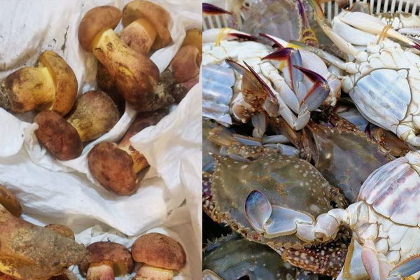 牛肝菌和蔥能一起吃嗎，牛肝菌和螃蟹能一起吃嗎