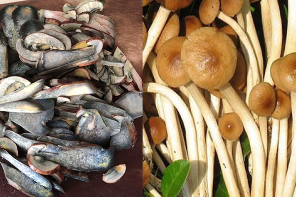 牛肝菌和茶樹菇可以一起吃嗎 牛肝菌和茶樹菇可以一起吃嗎