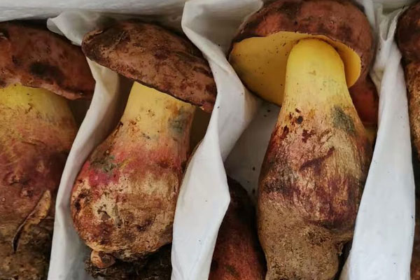 吃了牛肝菌當(dāng)天能喝中藥么，吃完牛肝菌能喝酒嗎