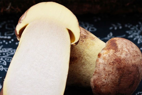 吃完牛肝菌可以喝酒嗎 吃完牛肝菌可以喝酒嗎