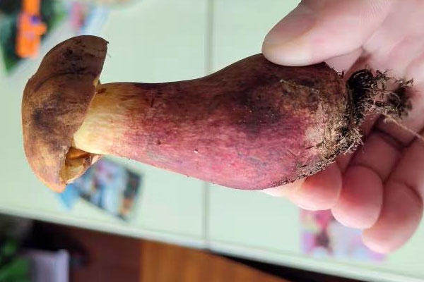 拌牛肝菌泥怎么做 拌牛肝菌泥怎么做