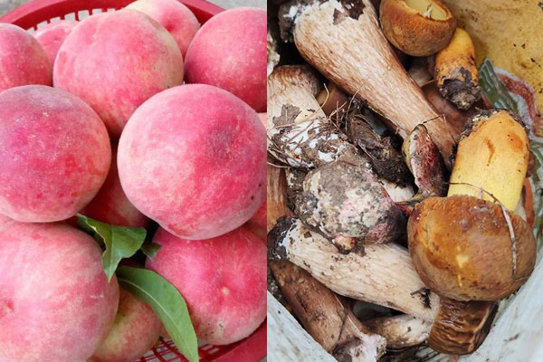 吃了牛肝菌后能吃桃子嗎 吃了牛肝菌后能吃桃子嗎