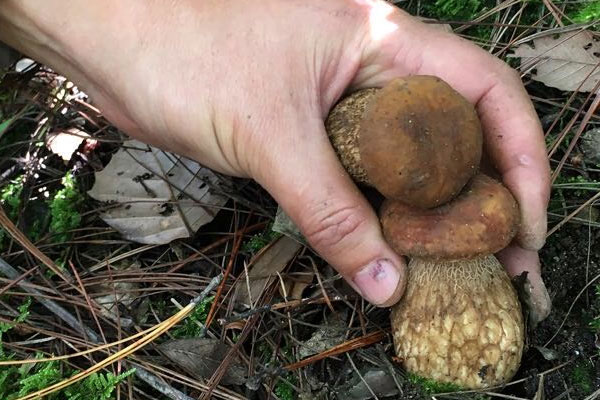 牛肝菌的嘌呤高嗎，尿酸高的人可以吃牛肝菌嗎