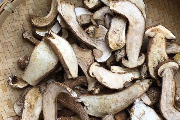 痛風和糖尿病可以吃牛肝菌嗎 痛風和糖尿病可以吃牛肝菌嗎