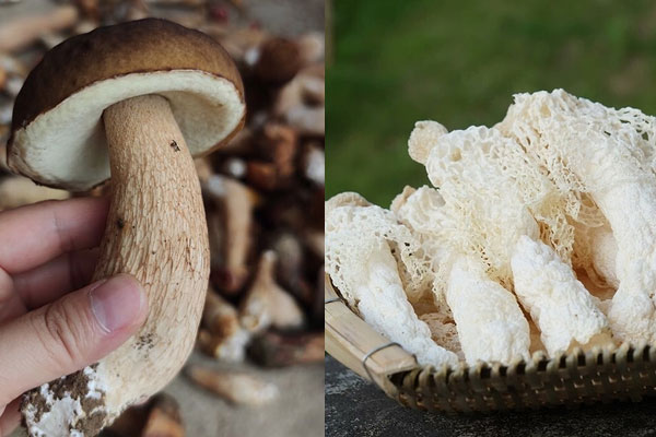 竹蓀和牛肝菌煲湯好不好，牛肝菌可以和竹蓀一起吃嗎