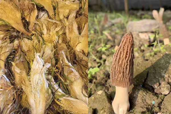 霸王花能和羊肚菌一起燉湯嗎 霸王花能和羊肚菌一起燉湯嗎