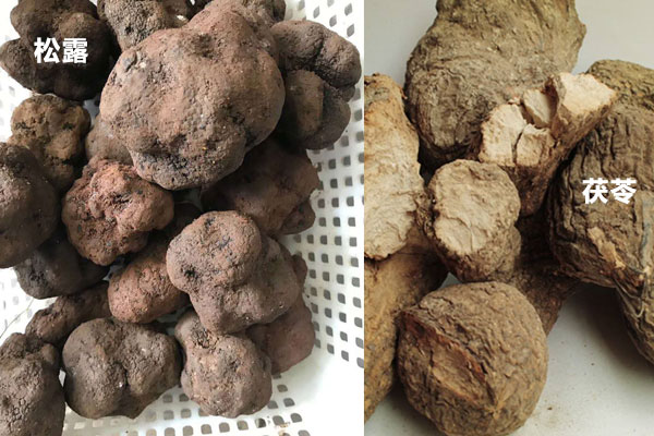 松露和茯苓是一個(gè)食物嗎 松露和茯苓是一個(gè)食物嗎