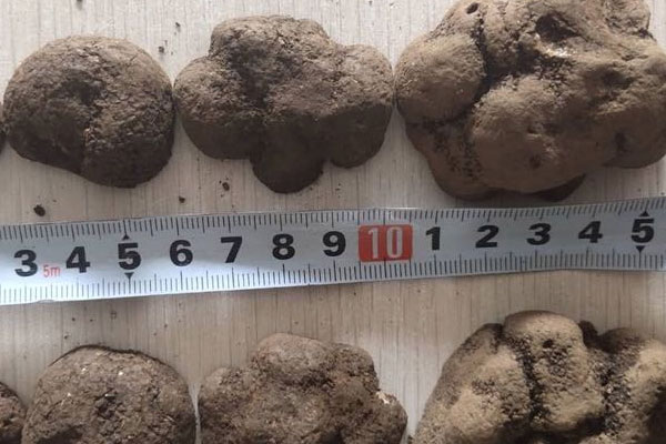 黑松露有哪些禁忌，黑松露粉的其他吃法