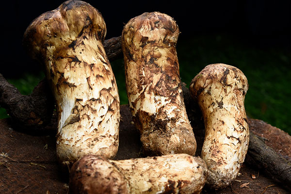 松茸與什么食材煲湯好 松茸與什么食材煲湯好