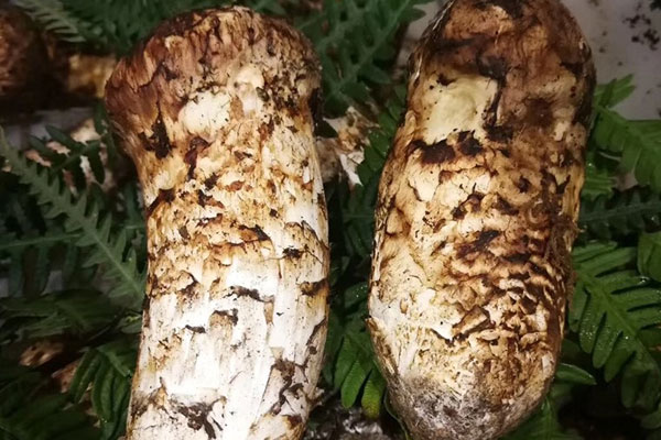 云南的松茸都賣到了哪里 云南的松茸都賣到了哪里