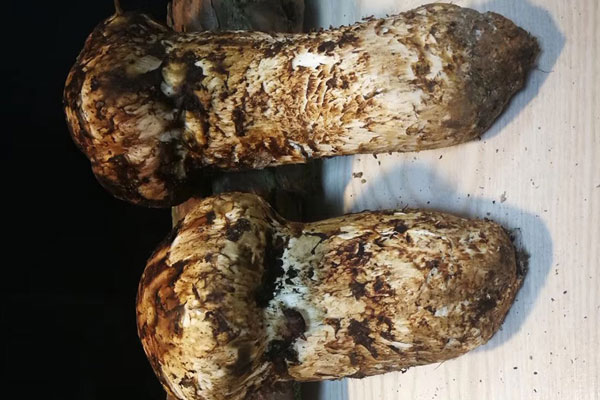 松茸湯怎么熬制 松茸湯怎么熬制