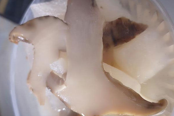 松茸熬湯怎么熬，電飯鍋煮松茸湯好嗎