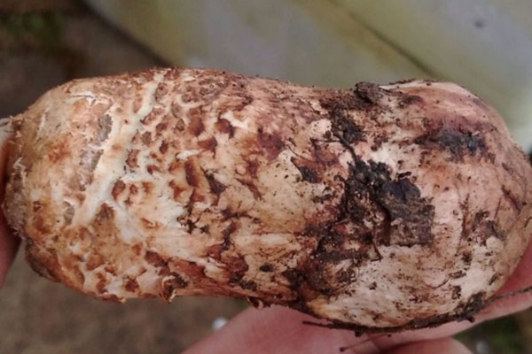 新鮮松茸泡水太久有關(guān)系嗎，松茸隔夜加熱能吃嗎