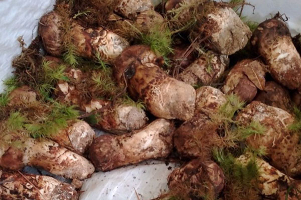 新鮮松茸怎么洗 新鮮松茸怎么洗