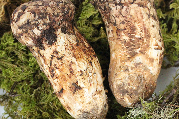 新鮮松茸泡的水還要嗎，松茸炒什么好吃