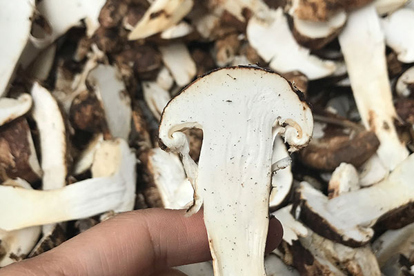 松茸的壽命 松茸的壽命