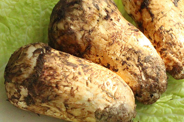 松茸有污染嗎 松茸有污染嗎