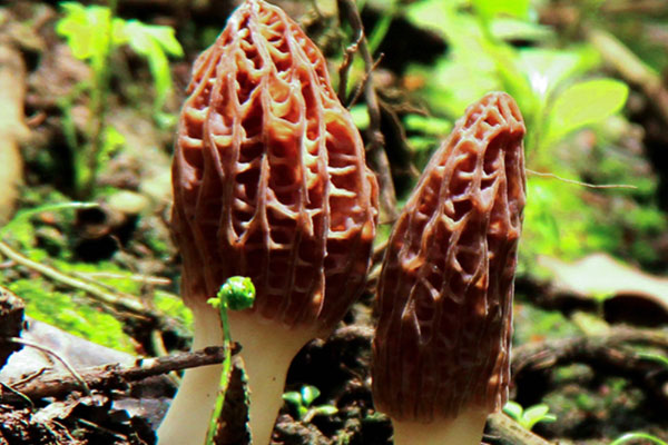 羊肚菌炒胡蘿卜的做法竅門 羊肚菌炒胡蘿卜的做法竅門