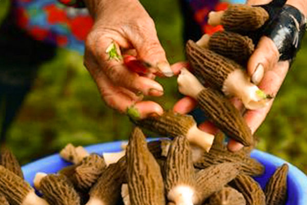 萵苣炒羊肚菌的竅門 萵苣炒羊肚菌的竅門