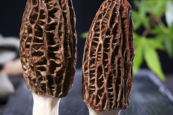 韭菜炒羊肚菌的食用禁忌 韭菜炒羊肚菌的食用禁忌