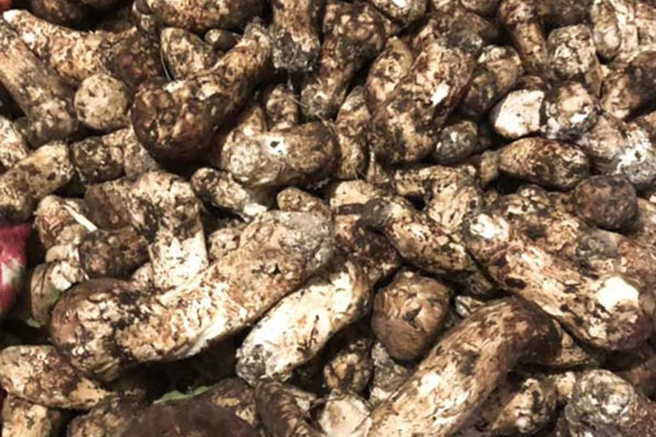 松茸炒香菜的功效作用與營養(yǎng)價(jià)值 松茸炒香菜的功效作用與營養(yǎng)價(jià)值