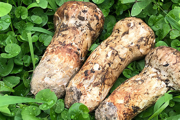 松茸胡蘿卜炒肉的功效作用與營養(yǎng)價值 松茸胡蘿卜炒肉的功效作用與營養(yǎng)價值