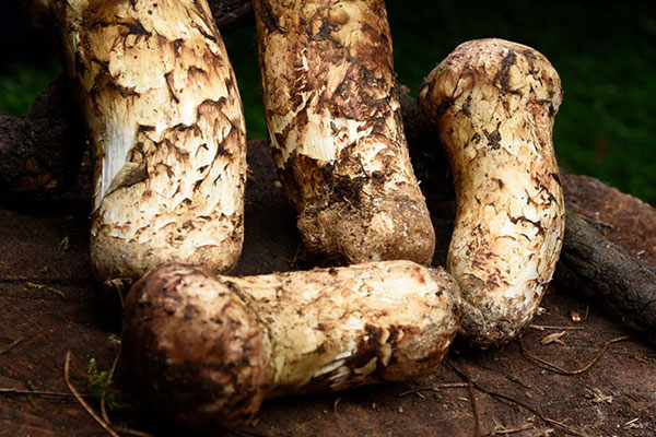 鮮蝦松茸奶油意面的做法竅門 鮮蝦松茸奶油意面的做法竅門