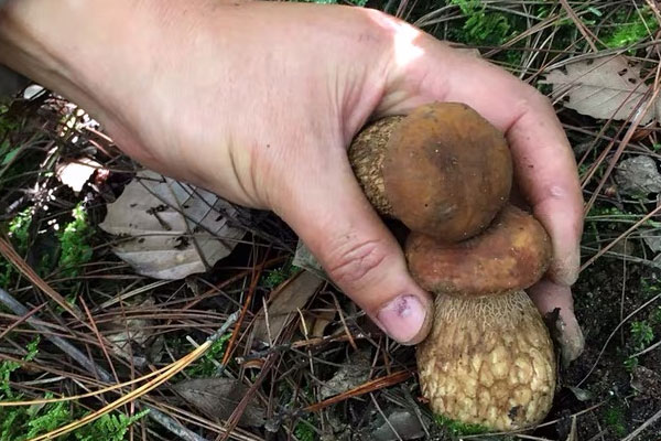 牛肝菌煮多久可以吃，干牛肝菌有毒嗎