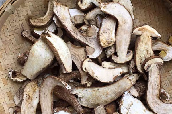 干牛肝菌有沒有毒 干牛肝菌有沒有毒