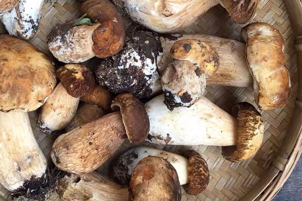 牛肝菌可以人工種植嗎，牛肝菌為什么要煮15分鐘