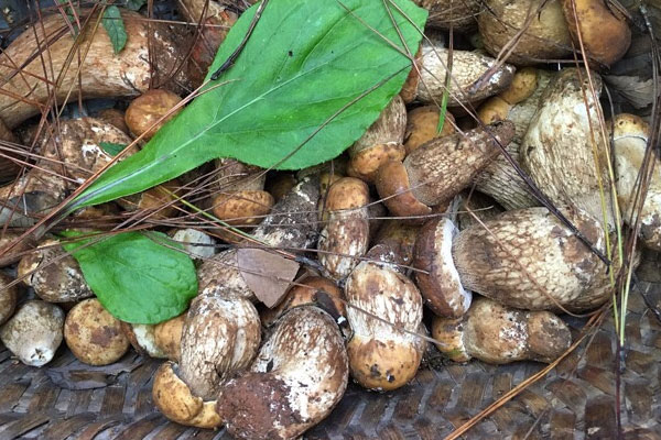 牛肝菌喜歡怎樣的溫度 牛肝菌喜歡怎樣的溫度