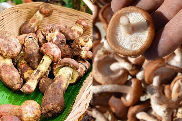 牛肝菌與香菇哪個好，黑牛肝菌煲湯湯會黑嗎