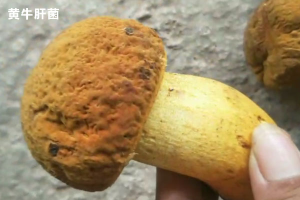 賣的最多的牛肝菌是哪種 賣的最多的牛肝菌是哪種