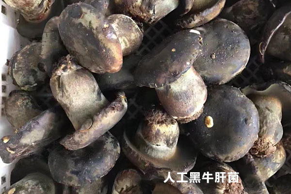 人工種植牛肝菌有沒有毒 人工種植牛肝菌有沒有毒