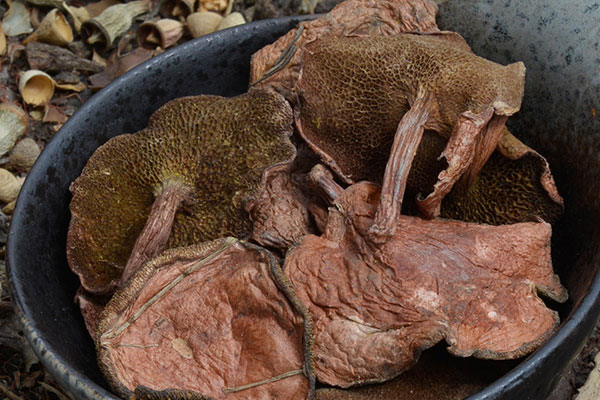 干的紅乳牛肝菌有毒嗎，人工種植牛肝菌有毒嗎