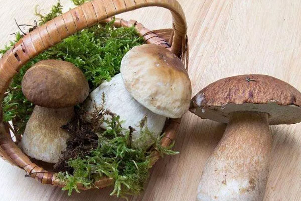 新鮮牛肝菌要不要焯水 新鮮牛肝菌要不要焯水