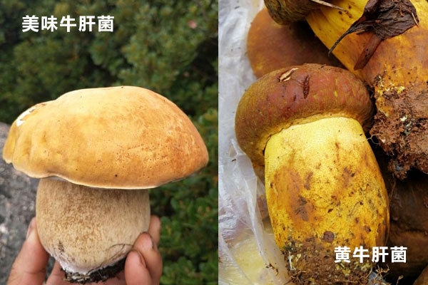 美味牛肝菌和黃牛肝的區(qū)別，新鮮牛肝菌要焯水嗎