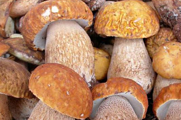 新鮮牛肝菌放久了能吃嗎，大腳菌煮多久可以吃