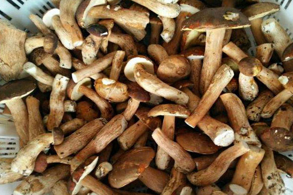 大腳菌燉雞可以蓋鍋蓋嗎，牛肝菌是滑滑的口感嗎