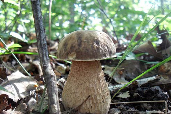 牛肝菌的口感是滑滑的嗎 牛肝菌的口感是滑滑的嗎