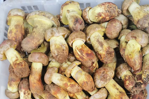 牛肝菌焯水變小了，新鮮牛肝菌刀切后變色了