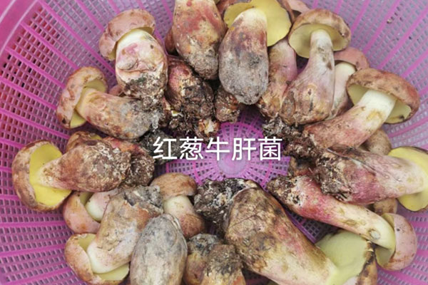 新鮮牛肝菌用刀切后變色了正常嗎 新鮮牛肝菌用刀切后變色了正常嗎