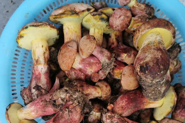 牛肝菌有沒(méi)有保質(zhì)期 牛肝菌有沒(méi)有保質(zhì)期