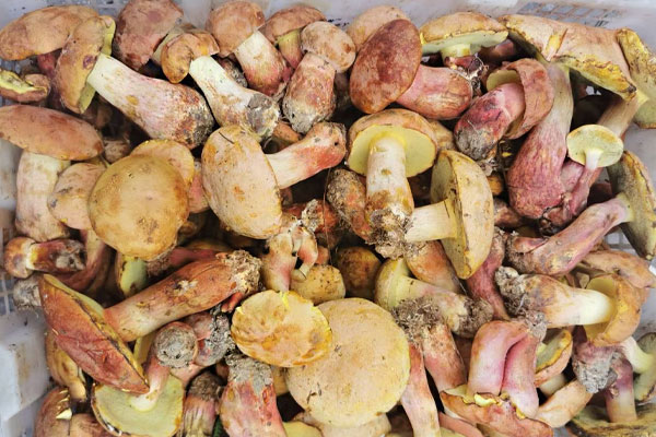 牛肝菌變軟了還能吃嗎，牛肝菌有保質(zhì)日期嗎