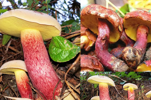 紅蔥牛肝菌好吃嗎，紅蔥牛肝菌怎么清洗