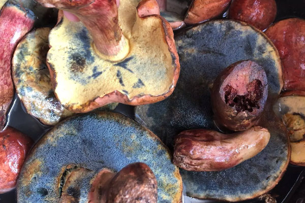 紅蔥牛肝菌的清洗方法 紅蔥牛肝菌的清洗方法